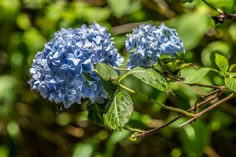 Blue hydrangea blooms closeup Stock Photos