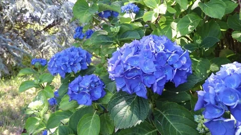 Blue hydrangea blooms swaying in sunlight with cedar trees in garden Stock Footage 336895082