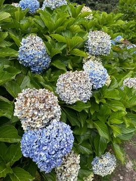 Blue hydrangea bush in bloom Stock Photos