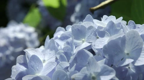 Blue Hydrangea close up, color grade, at Ootuki city Stock Footage 66482392