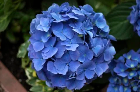 Blue hydrangea, a close-up of a flower. Floral background Stock Photos
