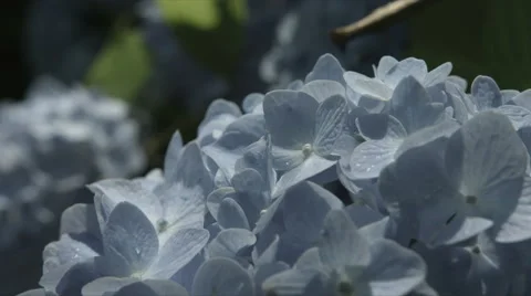 Blue Hydrangea close up, non color grade, at Ootuki city Stock Footage 66481988