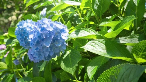 Blue Hydrangea Close-up Slow Zoom In, Japan Garden 스톡 동영상 331917653