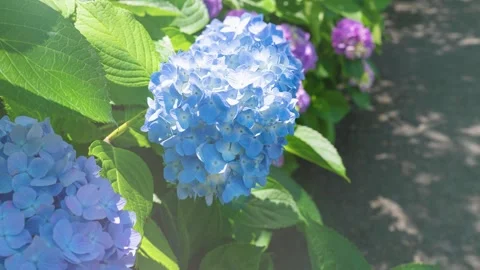 Blue Hydrangea Close-up Slow Zoom In, Japan Garden Vídeos de archivo 331917656