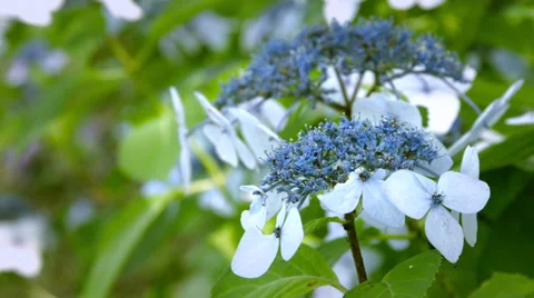 Blue hydrangea, color graded 4K (3840x2160) Video stock 40632697