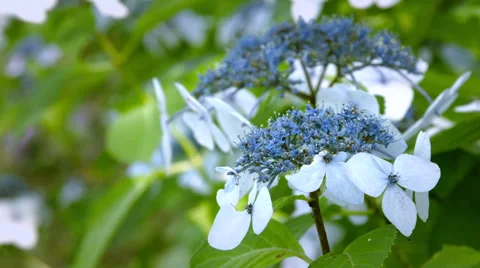 Blue hydrangea, color graded Full HD (1920x1080) Stock-Footage 40632638
