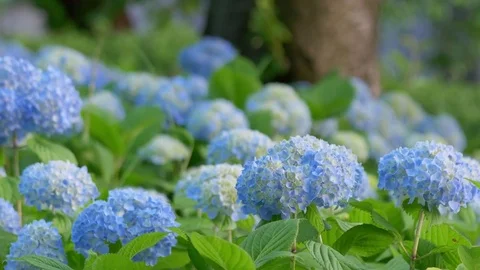Blue hydrangea dancing in wind Stock Footage 76046949
