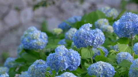 Blue hydrangea dancing in wind Stock Footage 76046954