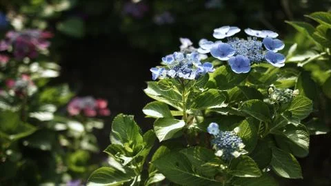 Blue hydrangea in day light in Japan Stock Photos