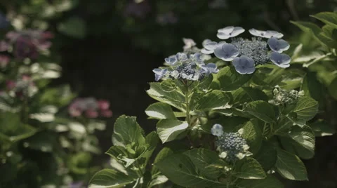 Blue hydrangea in day light, non color grade, in Japan Stock Footage 66486837