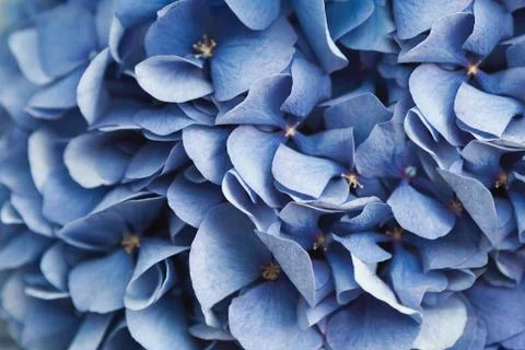 Blue hydrangea flora background closep top view 写真素材