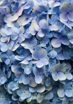 Blue Hydrangea flora background. Stock Photos