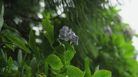 Blue Hydrangea Flower Among Leaves on Sao Miguel Trail Vídeos de archivo 346478962