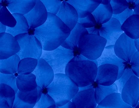 Blue hydrangea flower background close up as a pattern Stock Photos
