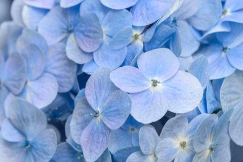 Blue Hydrangea flower background Foto stock
