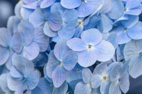 Blue Hydrangea flower background Stock Photos