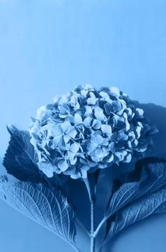 Blue hydrangea flower background in trendy color of the year 2020 Foto stock