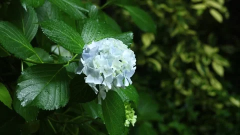 Blue Hydrangea Flower Blooming in Rain Close Up Stock-Footage 340148882