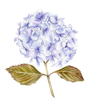 Blue hydrangea flower. For cards, backgrounds. Watercolor illustration for .. Stock Illustration