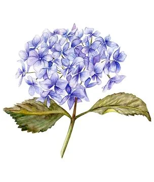 Blue hydrangea flower. For cards, backgrounds. Watercolor illustration for sc Stock Illustration