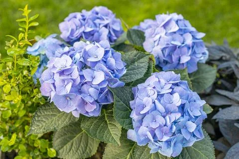 Blue hydrangea flower. close-up of a hydrangea in the garden. Stock Photos