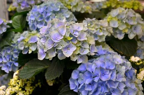 Blue hydrangea flower close-up Foto stock