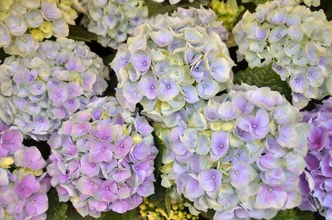 Blue hydrangea flower close-up Stock Photos