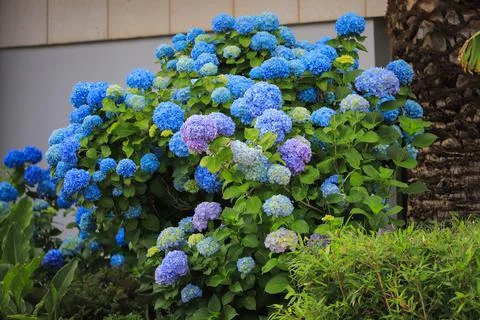 Blue hydrangea flower in the garden Stock Photos