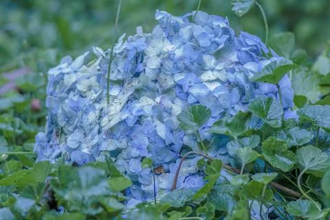 A blue hydrangea flower head lying on a bed of pennywort leaves 写真素材