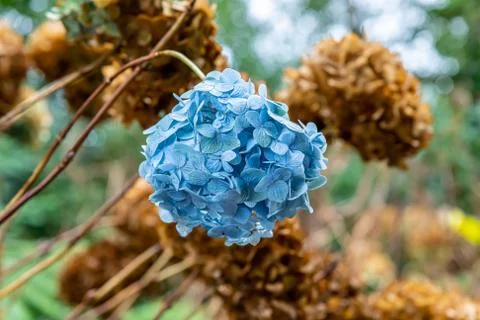 A blue Hydrangea flower head in winter Stock Photos