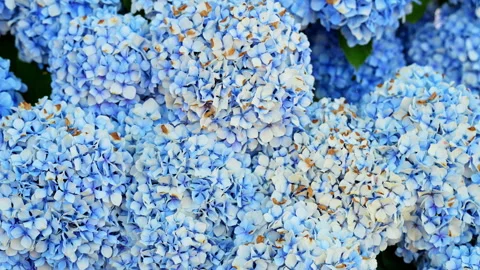 Blue Hydrangea Flower Heads Close Up Garden Shrub Summer Floriculture Domestic Stock Footage 338039329
