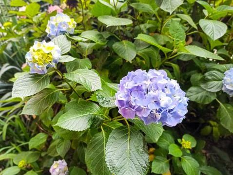 Blue hydrangea flower, Hydrangea macrophylla, flowers in full bloom to make a Stock Photos