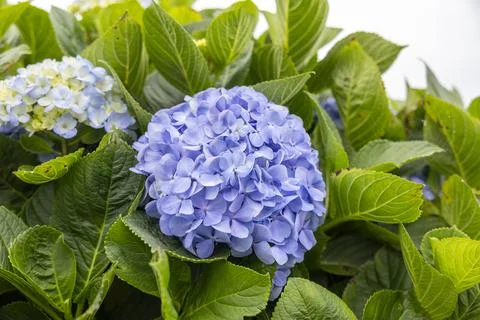 Blue Hydrangea flower, macrophylla or hortensia. São Miguel, Azores Stock Photos