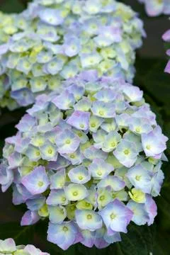 Blue hydrangea in flower Stock Photos