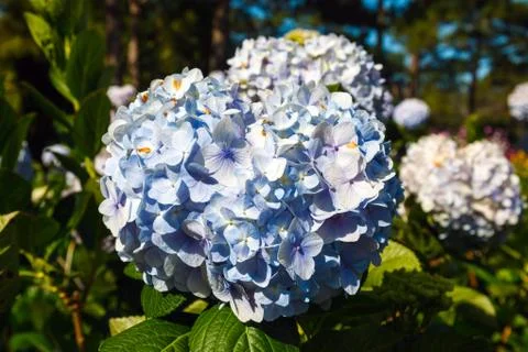 Blue hydrangea flower Stock Photos
