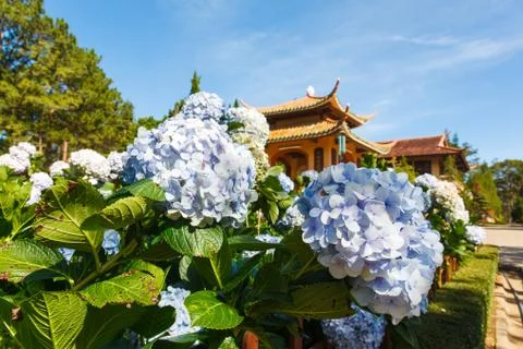 Blue hydrangea flower Stock Photos