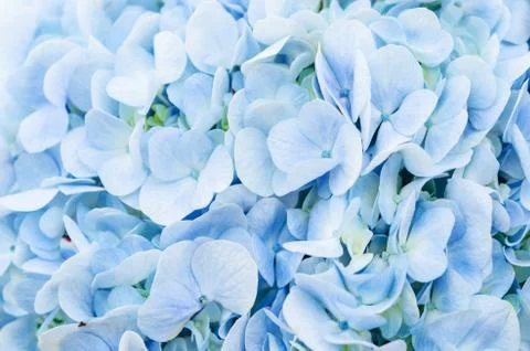 Blue hydrangea flower. Stock Photos