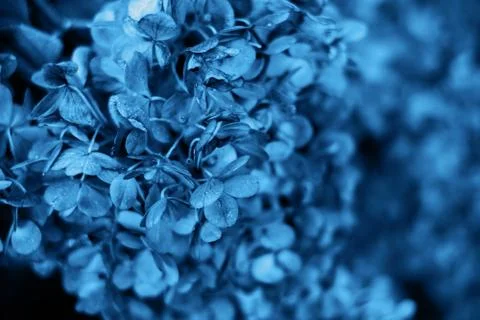 Blue hydrangea flower Stock Photos