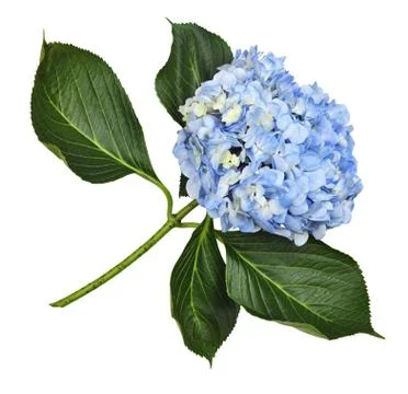 Blue hydrangea flower Stock Photos