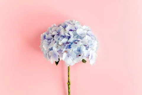 Blue hydrangea flower on the pink background. Flat lay, top view Foto stock