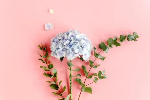 Blue hydrangea flower on the pink background. Flat lay, top view Stock Photos