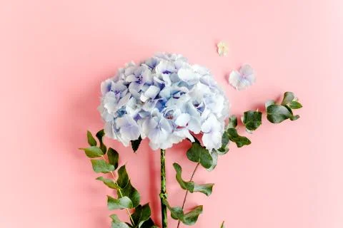 Blue hydrangea flower on the pink background. Flat lay, top view Foto stock