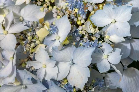 A blue hydrangea flower in summer, macro
 Foto stock