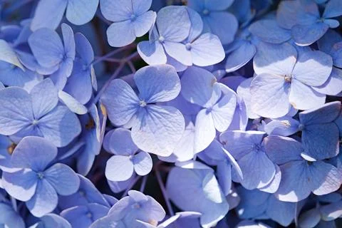Blue hydrangea flower texture, day light Stock Photos