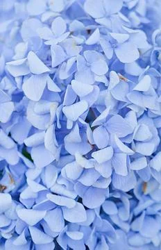 Blue hydrangea flower texture, day light Stock Photos