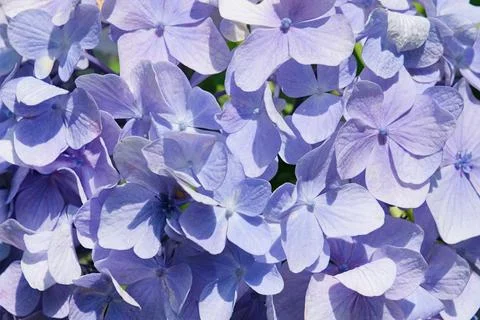 Blue hydrangea flower texture, day light 스톡 사진
