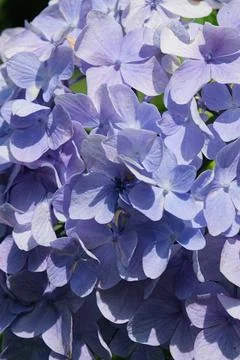 Blue hydrangea flower texture, day light Stock Photos