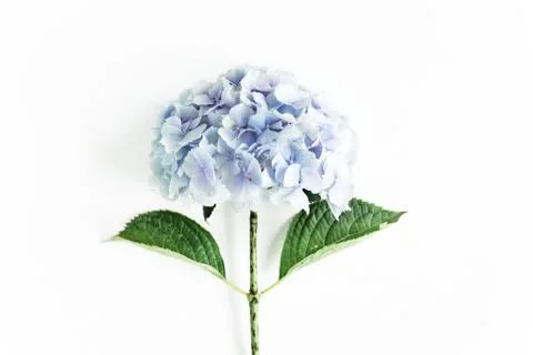 Blue hydrangea flower on the white background. Flat lay, top view Foto stock