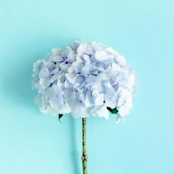 Blue hydrangea flower on the white background. Flat lay, top view Foto stock