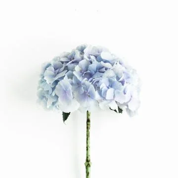 Blue hydrangea flower on the white background. Flat lay, top view Stock Photos